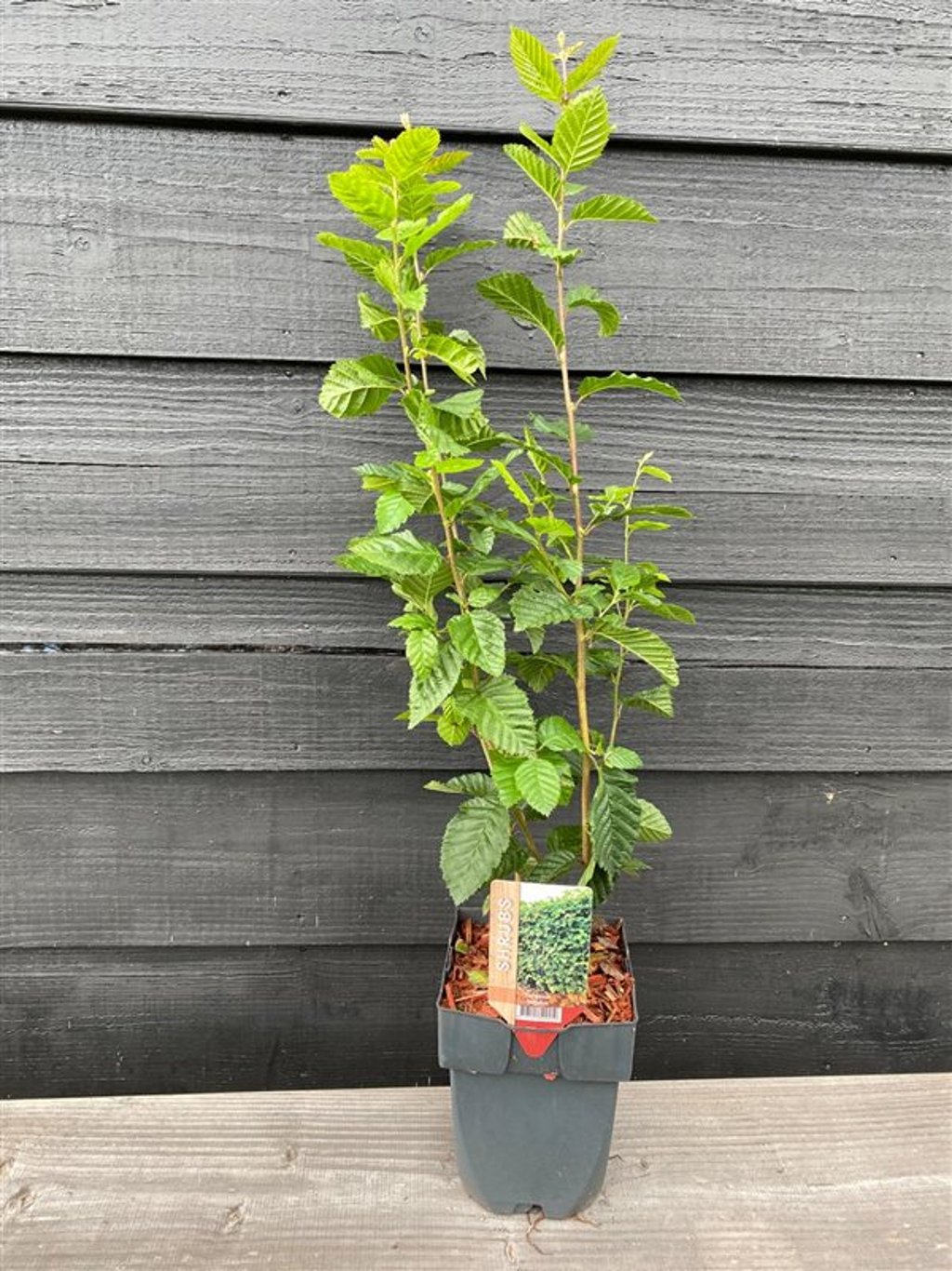 Carpinus betulus - C2 55-60 CM